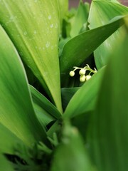 lily of the valley © Beata