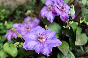 Obraz premium purple