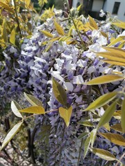 flowers in the garden