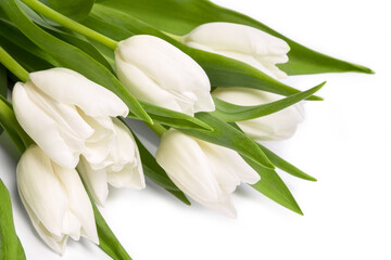 Obraz na płótnie Canvas White tulips isolated on white background close-up