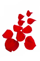 Petals of a red rose isolated on white