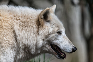 Portrait of White Wolf (Canis lupus)