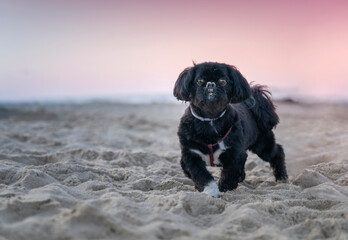 Czarny pies rasy shih tzu na plaży