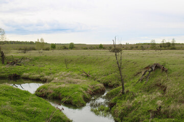The landscape with a small river and fallen dry trees. River banks covered with bright grass. Nature composition.