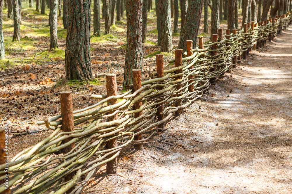 Wall mural Fence made of wooden rods in the forest