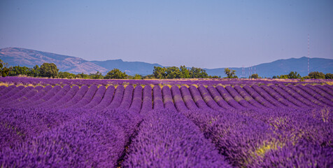 Naklejka na ściany i meble Landscape of the Plains of Valensole in the Provence