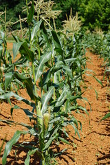 row of corn