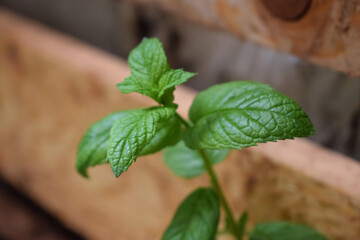 Mint leaves in the pot
