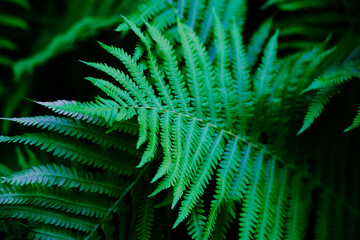 Fototapeta na wymiar Close up view beautiful perfect young growing fern leaves in the forest. Mystery vibrant color foliage abstract background. Backdrop natural texture of lush fern thickets. Copy space for text design