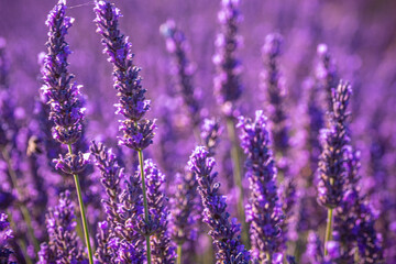 Obraz premium Famous lavender fields in France Provence - travel photography