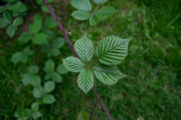 Close up of a bramble leaf