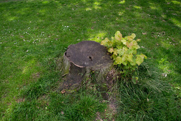 Cut off tree trunk in a park