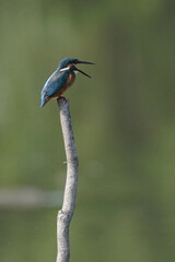 kingfisher on branch