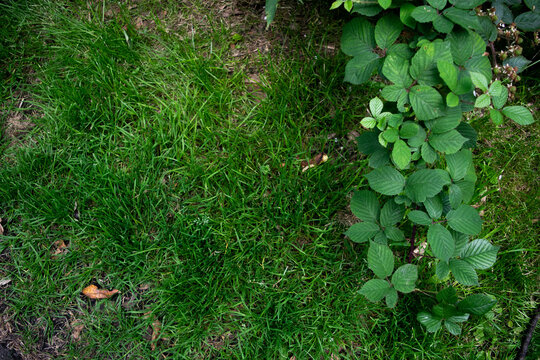 Lush grass image framed by beautiful bramble leaves