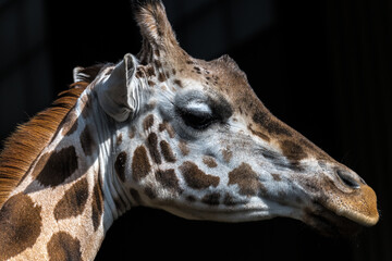 Portrait of Reticulated Giraffe (Giraffa camelopardalis)
