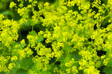 Obraz premium Yellow flowers Alchemilla mollis or garden lady mantle, ornamental plant