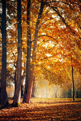 Beautiful Nature Autumn landscape on Sunny day