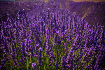 Naklejka premium Famous lavender fields in France Provence - travel photography