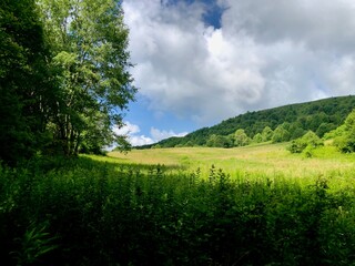 Sunny meadow