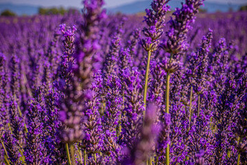 Naklejka premium The violet lavender fields of Valensole Provence in France - travel photography
