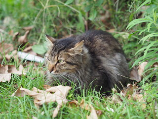 Naklejka na ściany i meble Pensive cat laying on green grass