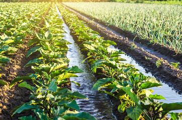 Water flows through irrigation canals on a farm eggplant plantation. Caring for plants, growing...