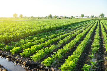 Watering plantation landscape of green carrot and potato bushes. European organic farming. Growing...