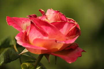 czerwona  róża  na  zielonym  tle  