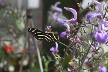 butterfly on purple flower