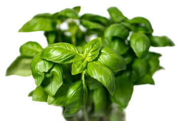 Basil on a white background