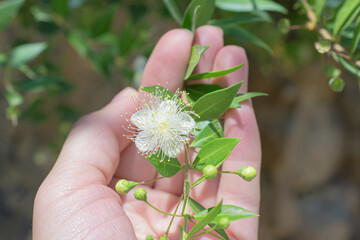 Small white evergreen myrtle (myrtus) flower in the hand