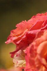 czerwona  róża   w  opuszczonym  ogrodzie