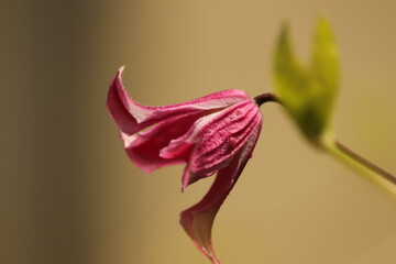 fioletowy  kwiat   jak  dzwonek  na  ogrodzeniu © Mirosaw