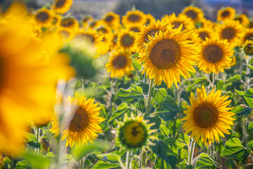 The sunflower fields in the Provence France - travel photography