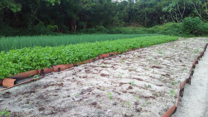 vegetable garden