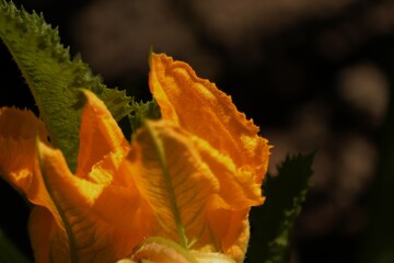 żółte  kwiaty  cukinii  jak  płomyki  ognia © Mirosaw