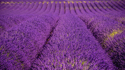 Naklejka na ściany i meble The violet lavender fields of Valensole Provence in France - travel photography