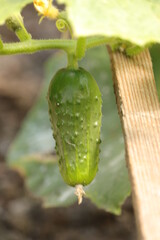 zdrowe  ekologiczne  ogórki   w  małym  ogródku