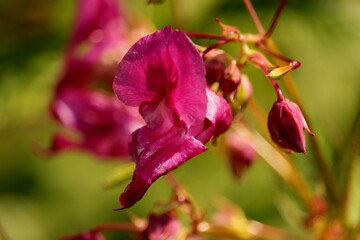 różowe  kwiaty  na  polanie  w  lesie © Mirosaw