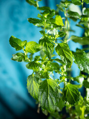 fresh mint leaves