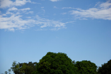 trees and blue sky
