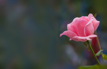 pink rose on green background with space for text
