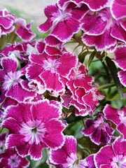 pink hydrangea flower