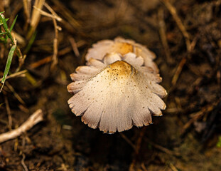 mushroom in the forest