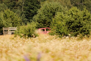 stary  wrak  samochodu  porzucony   w  lesie - obrazy, fototapety, plakaty