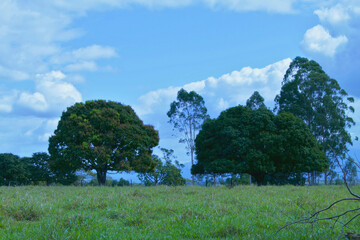 landscape with trees