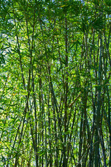 Fototapeta premium bamboo forest in the morning