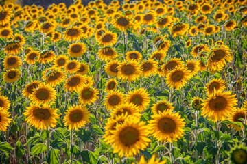 The sunflower fields in the Provence France - travel photography