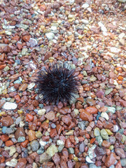 sea urchin climbed out of the sea, ehinus, sea urchin on the beach, small pebbles