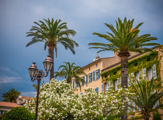 Palm trees at the Cote D Azur in France - travel photography